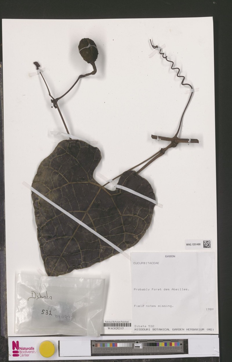 Cissus prunifera photo 6