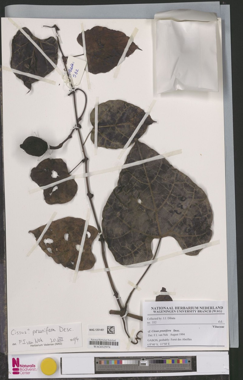 Cissus prunifera photo 7