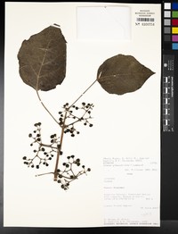 Cissus pseudofuliginea