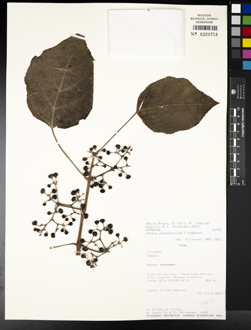 Cissus pseudofuliginea
