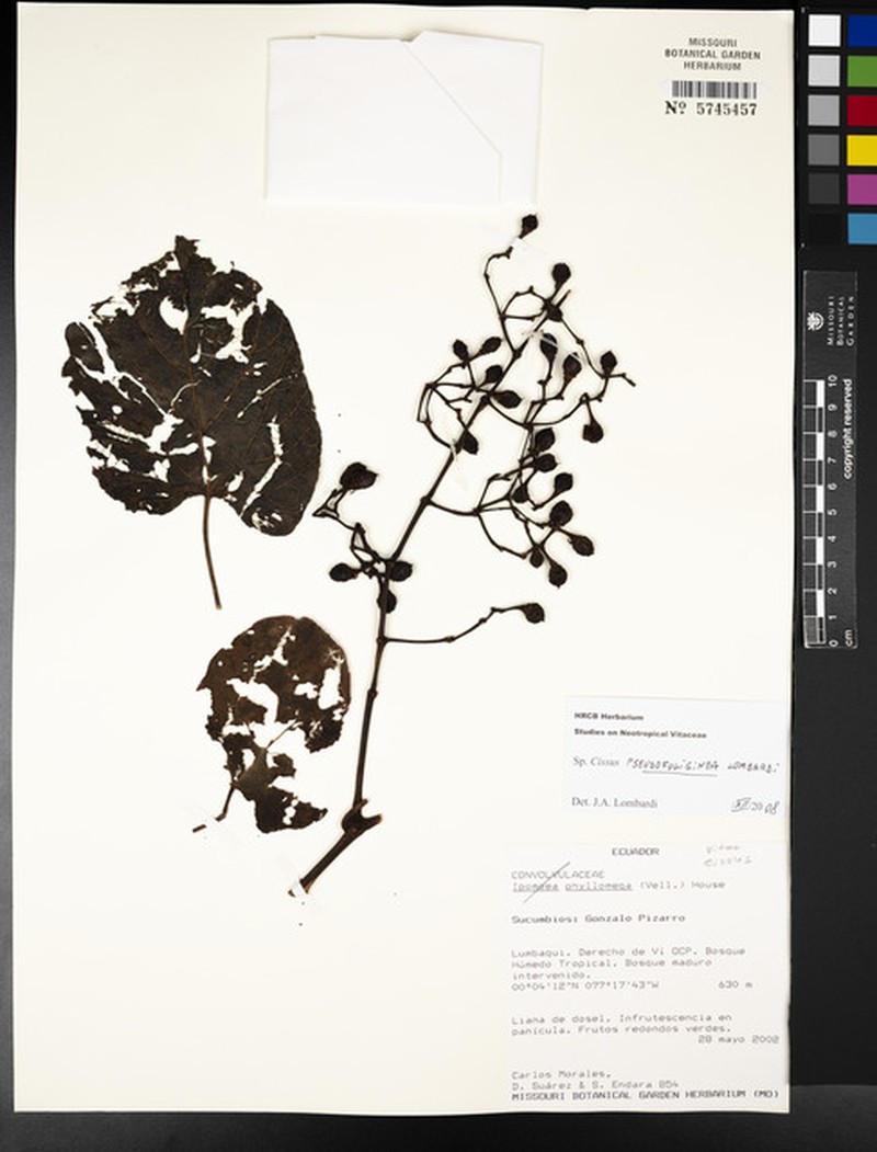 Cissus pseudofuliginea photo 2