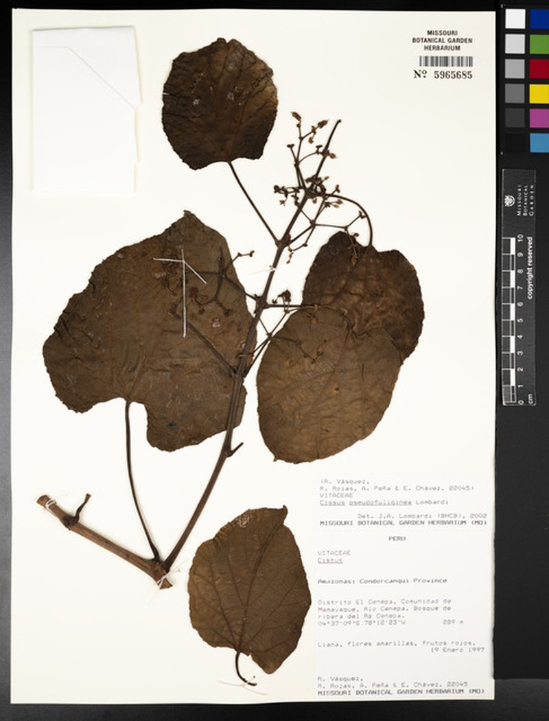 Cissus pseudofuliginea photo 3
