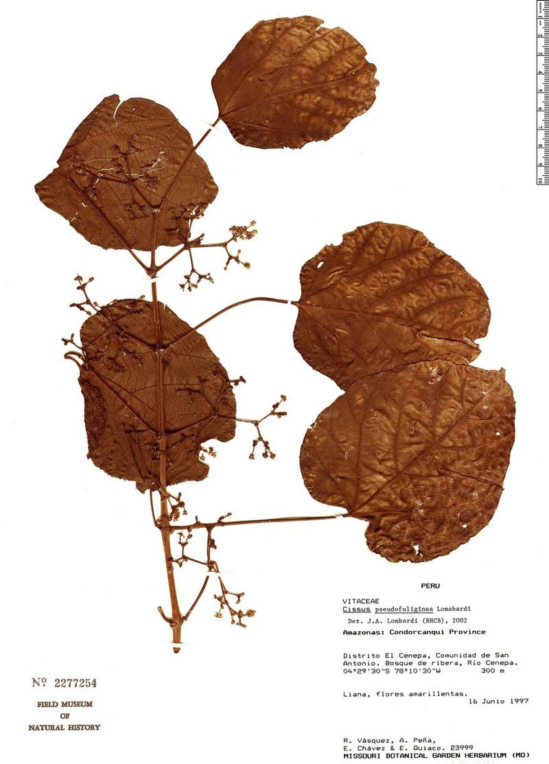 Cissus pseudofuliginea photo 5