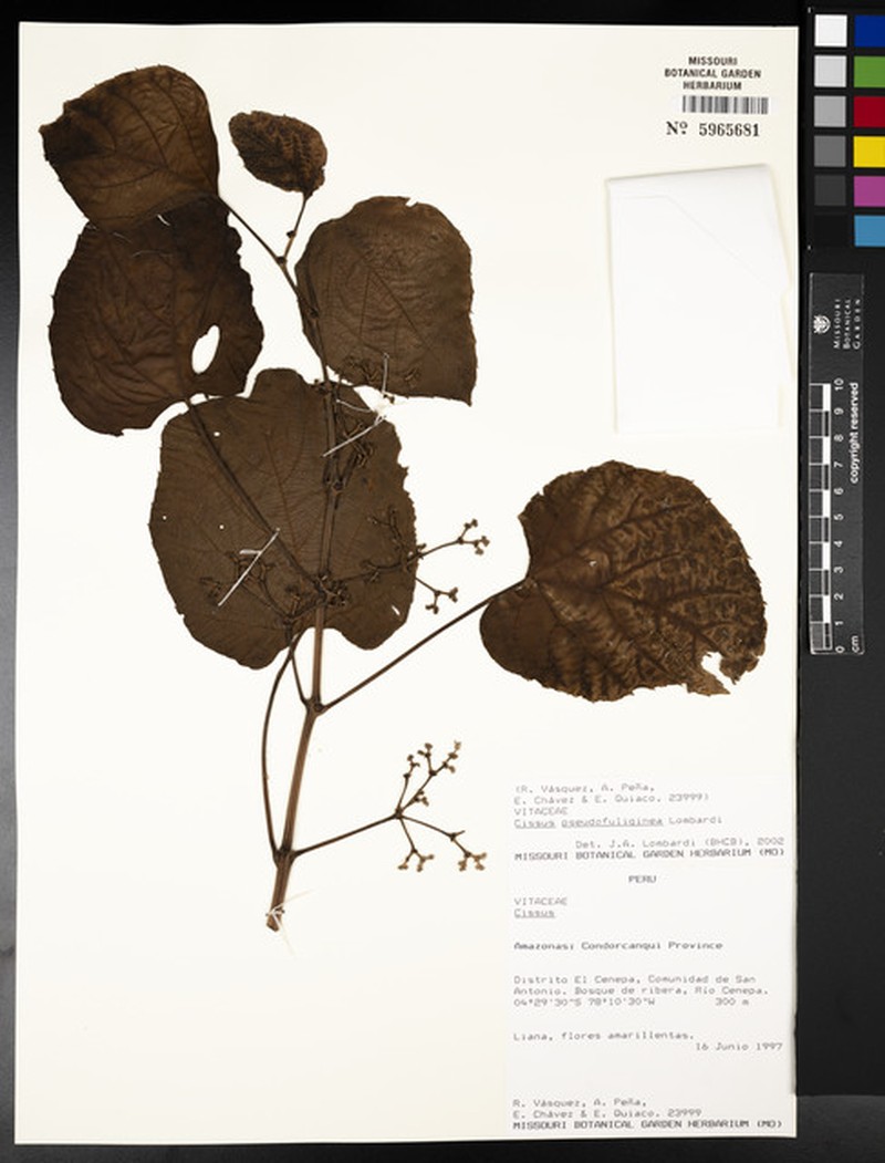 Cissus pseudofuliginea photo 6