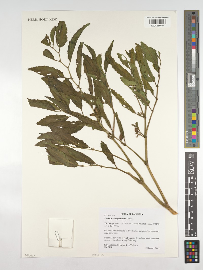 Cissus pseudoguerkeana