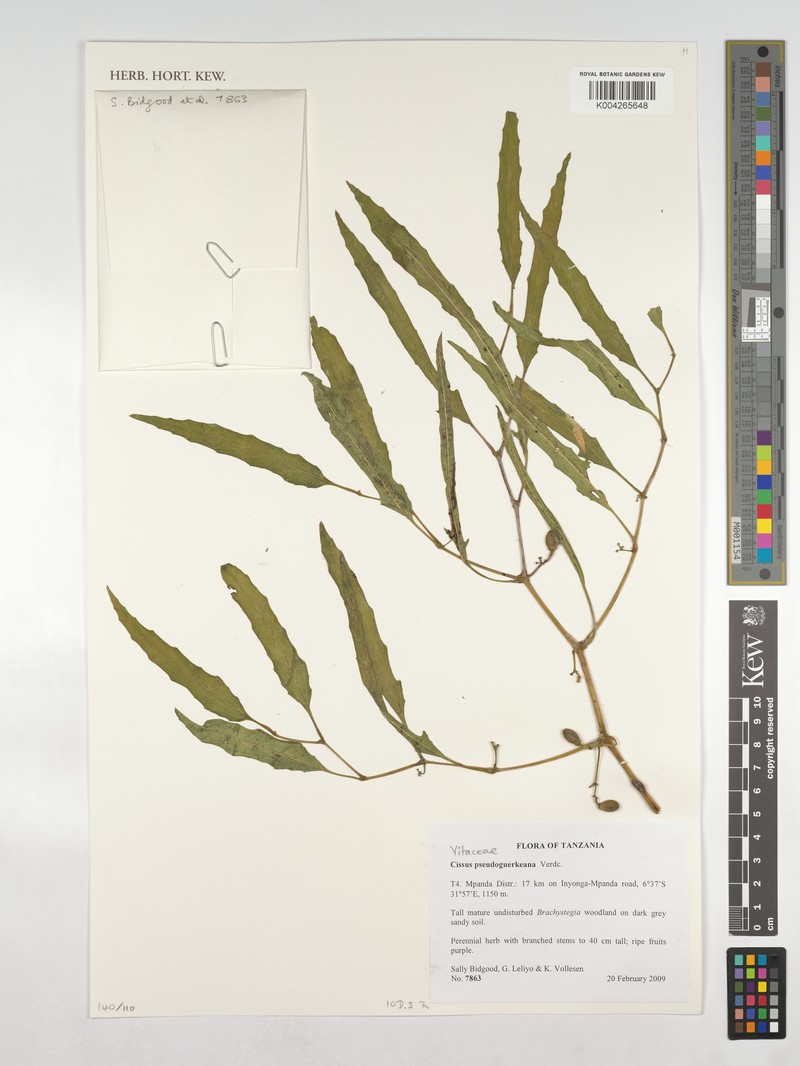 Cissus pseudoguerkeana photo 2