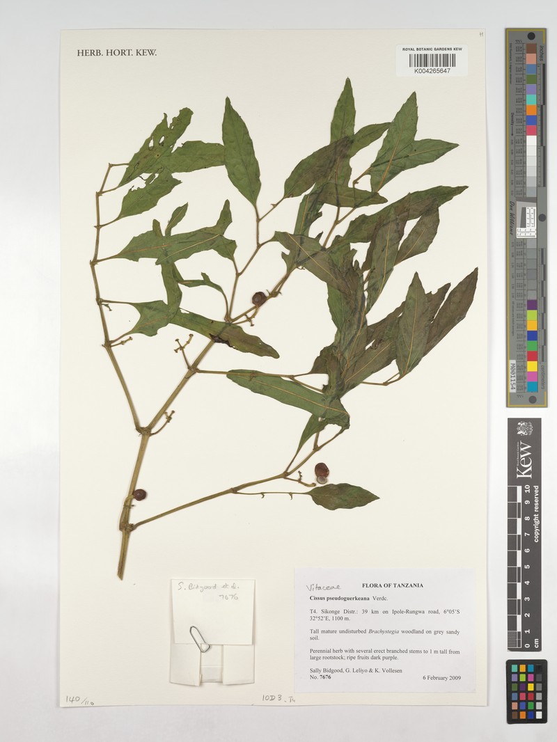 Cissus pseudoguerkeana photo 3