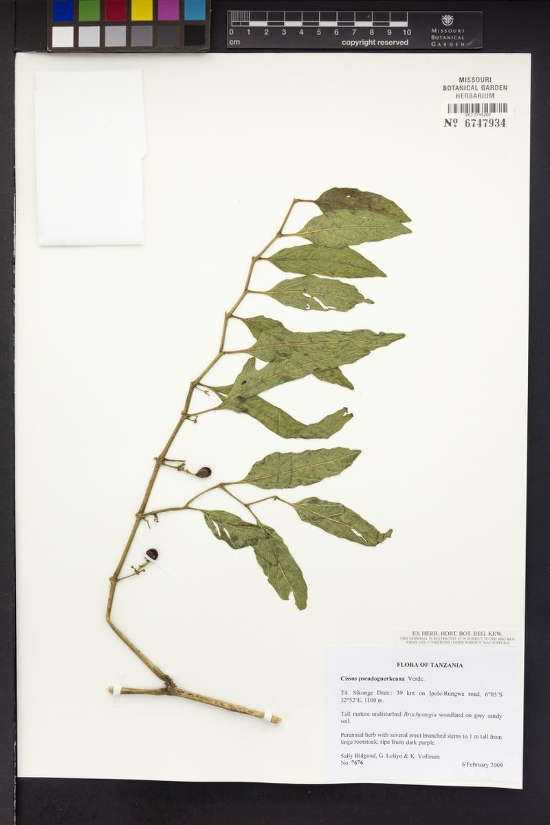 Cissus pseudoguerkeana photo 4