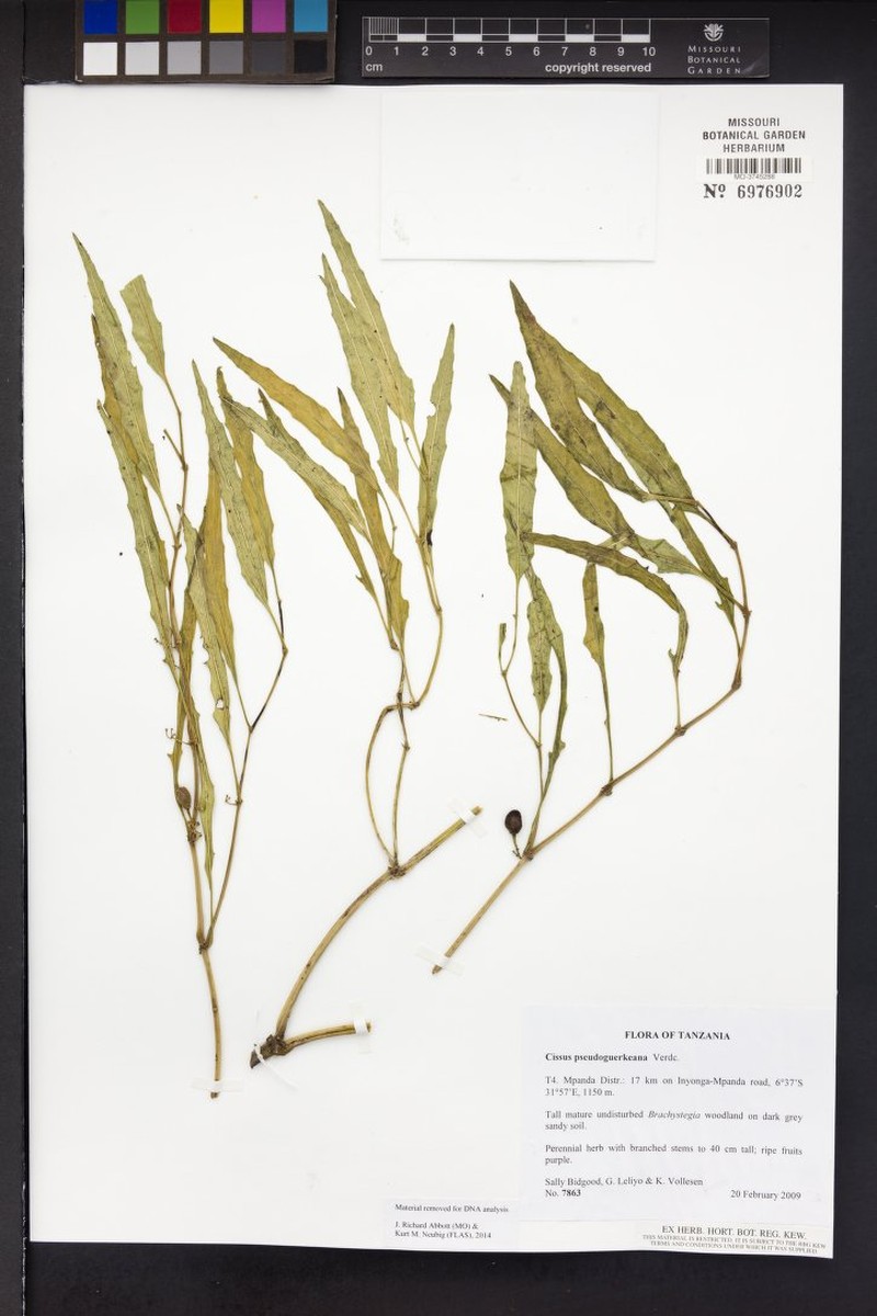 Cissus pseudoguerkeana photo 5