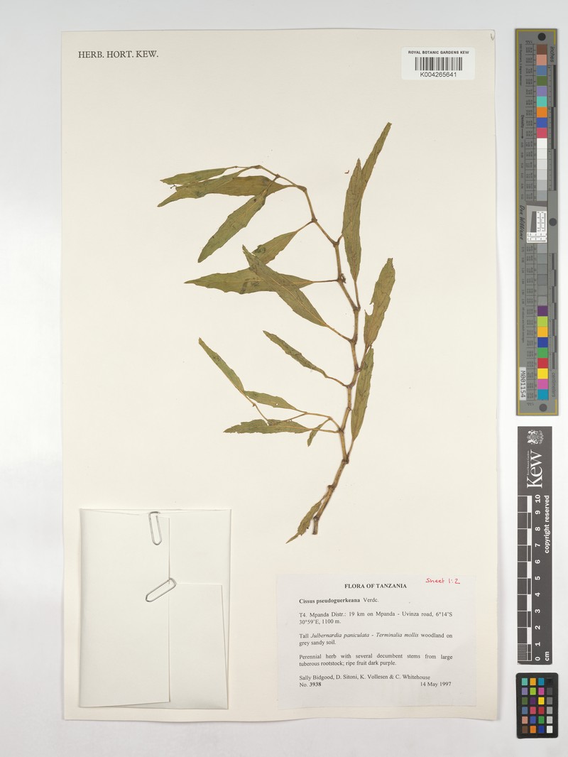 Cissus pseudoguerkeana photo 6