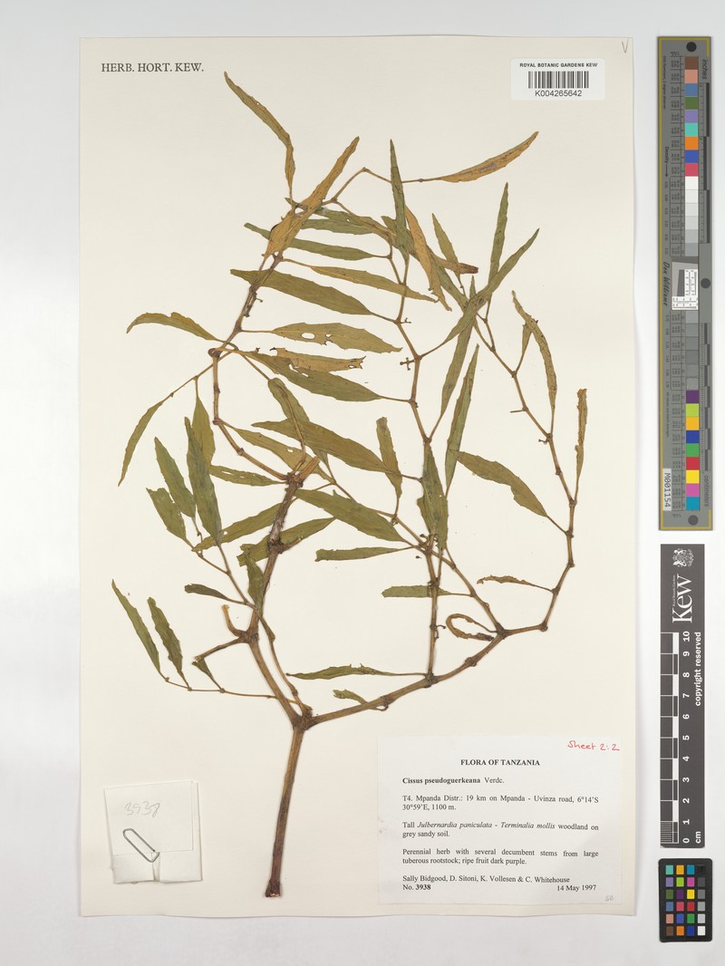 Cissus pseudoguerkeana photo 7