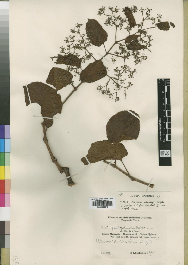 Cissus pseudopolyantha