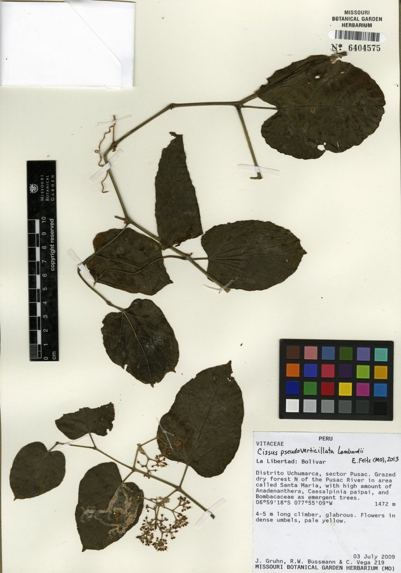Cissus pseudoverticillata