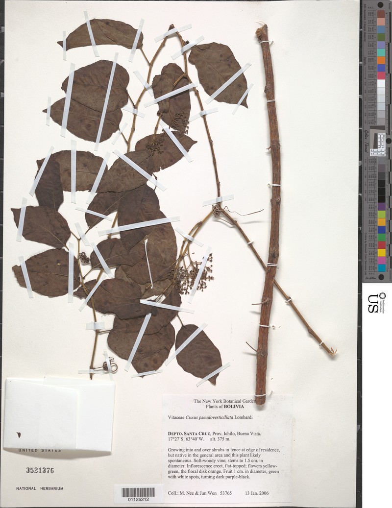 Cissus pseudoverticillata photo 2