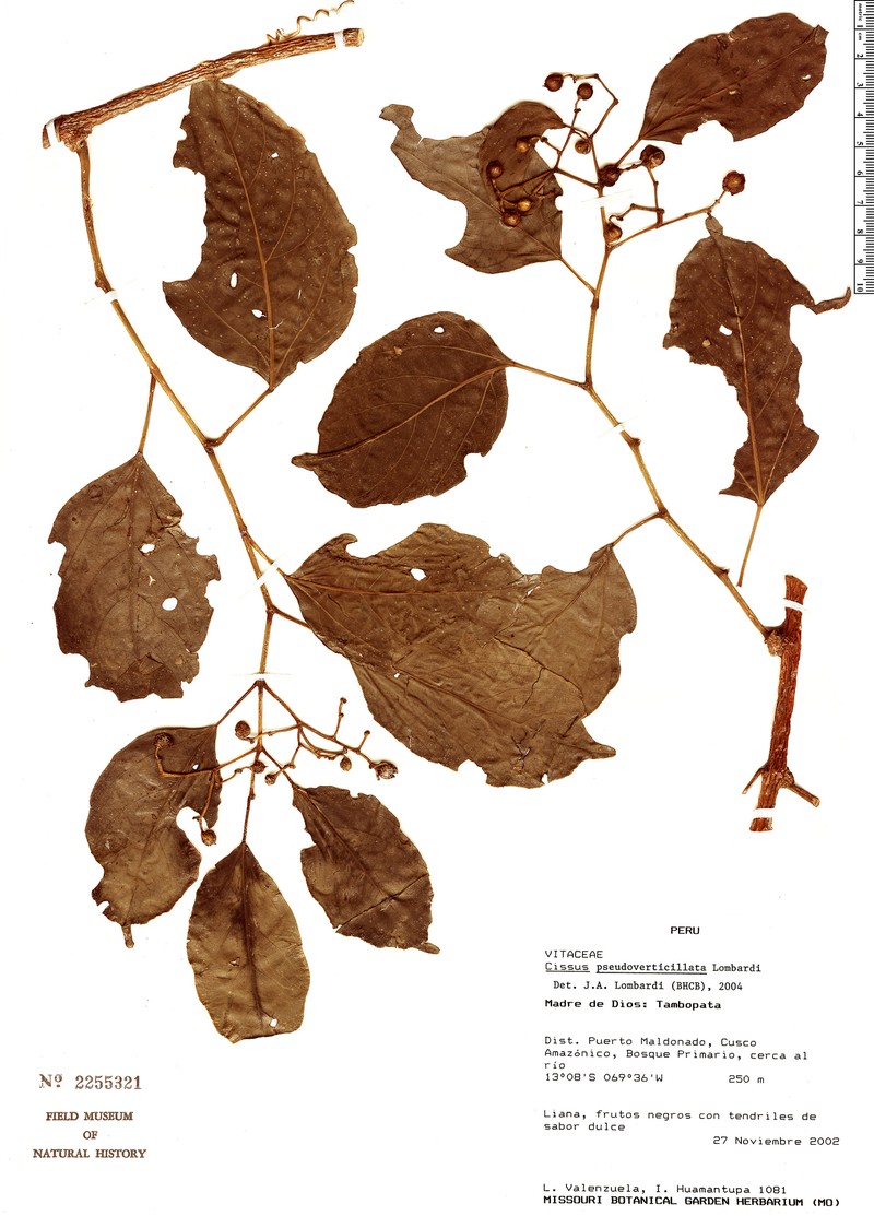 Cissus pseudoverticillata photo 3