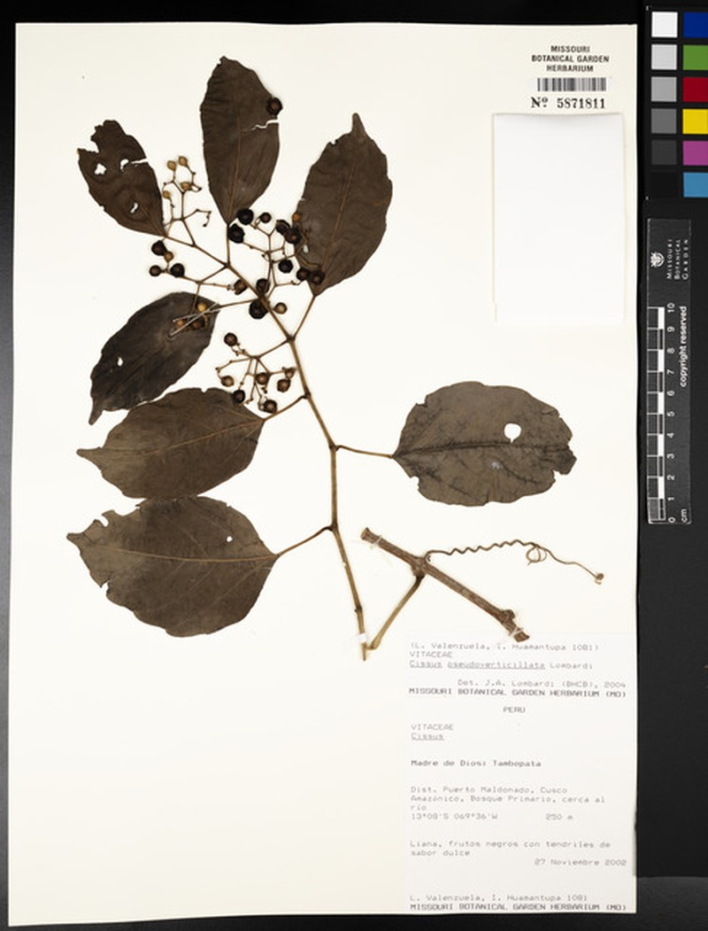 Cissus pseudoverticillata photo 4