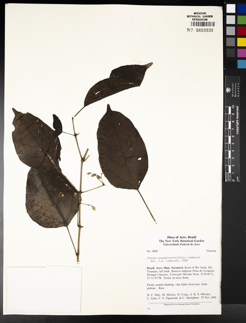 Cissus pseudoverticillata photo 5
