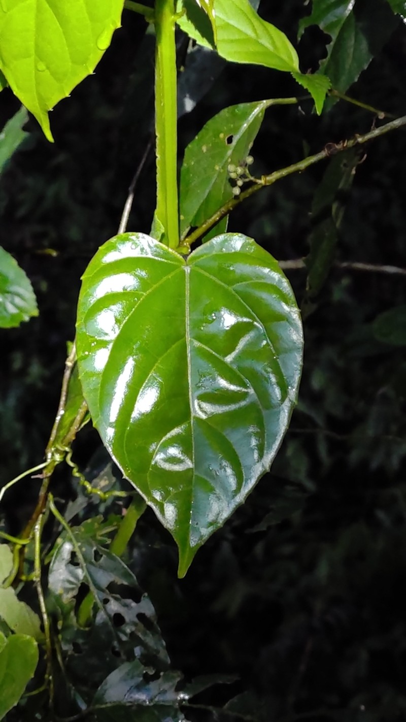 Cissus pteroclada