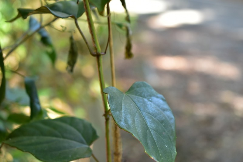 Cissus pteroclada photo 2