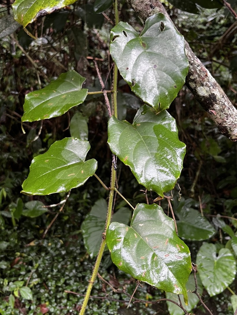 Cissus pteroclada photo 3