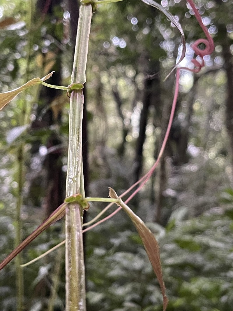 Cissus pteroclada photo 4
