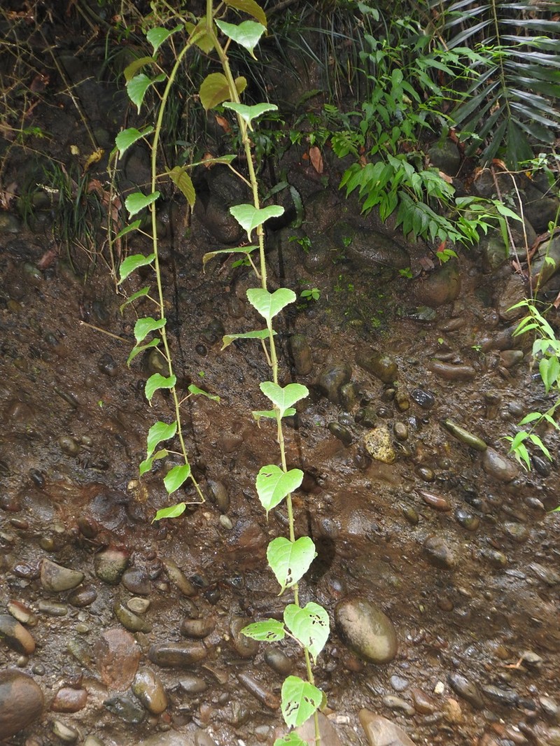 Cissus pteroclada photo 5