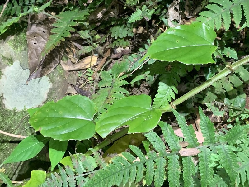 Cissus pteroclada photo 6