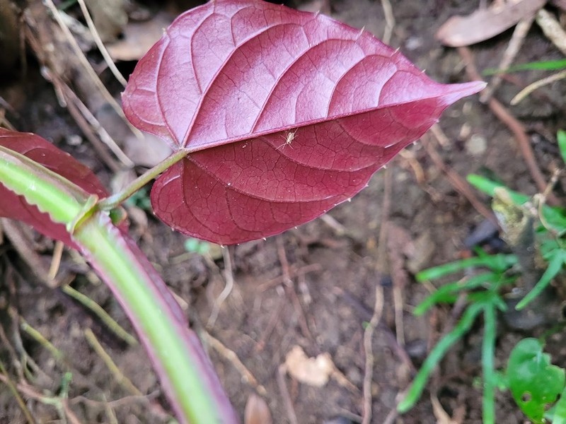 Cissus pteroclada photo 7