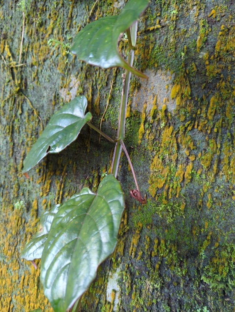 Cissus pteroclada photo 8
