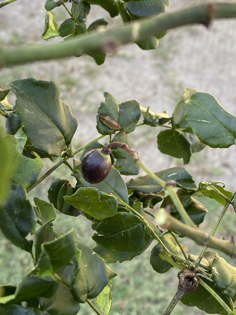 Cissus pulcherrima photo 2