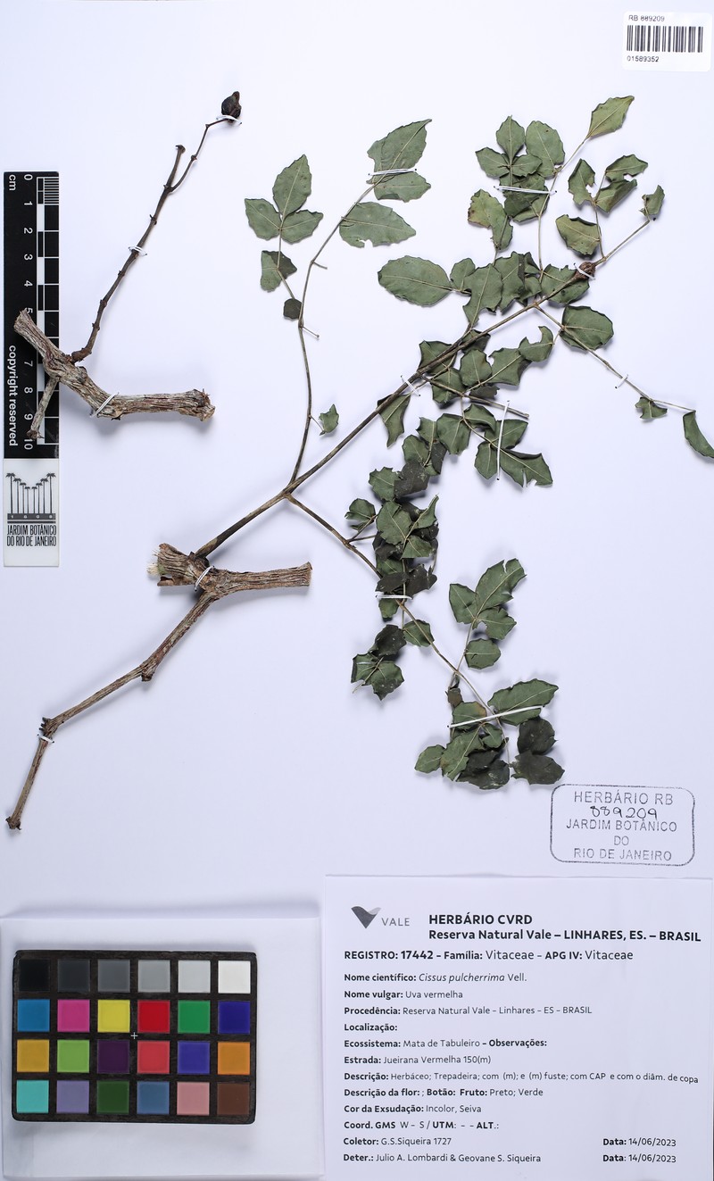 Cissus pulcherrima photo 3