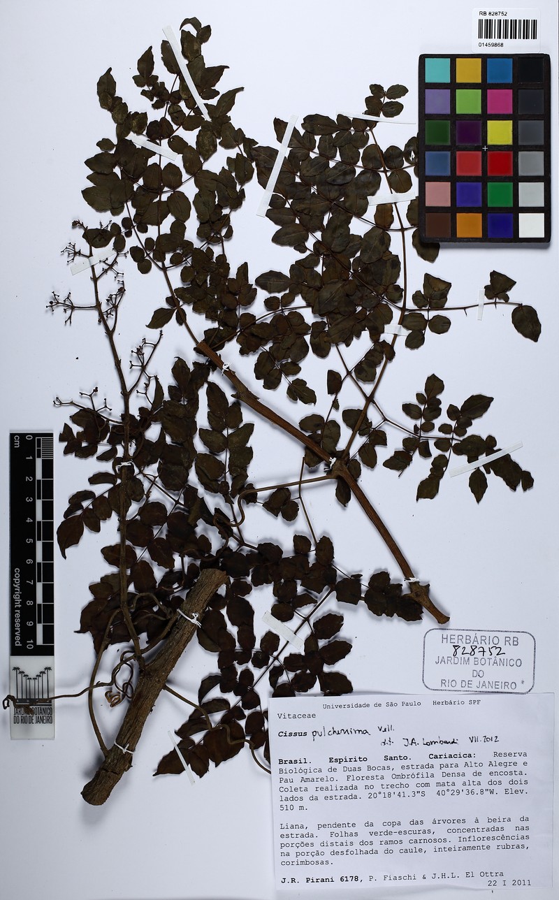 Cissus pulcherrima photo 5
