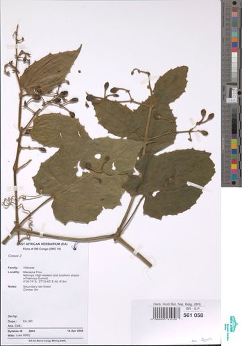 Cissus pynaertii