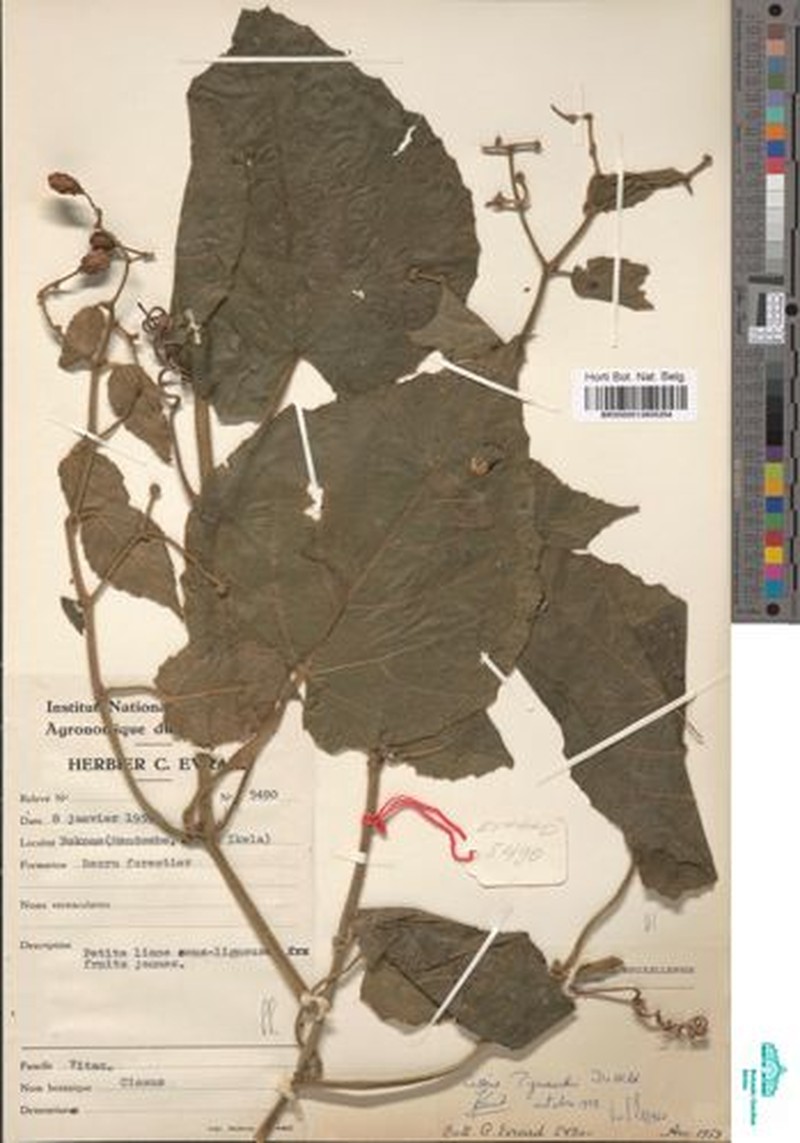 Cissus pynaertii photo 3