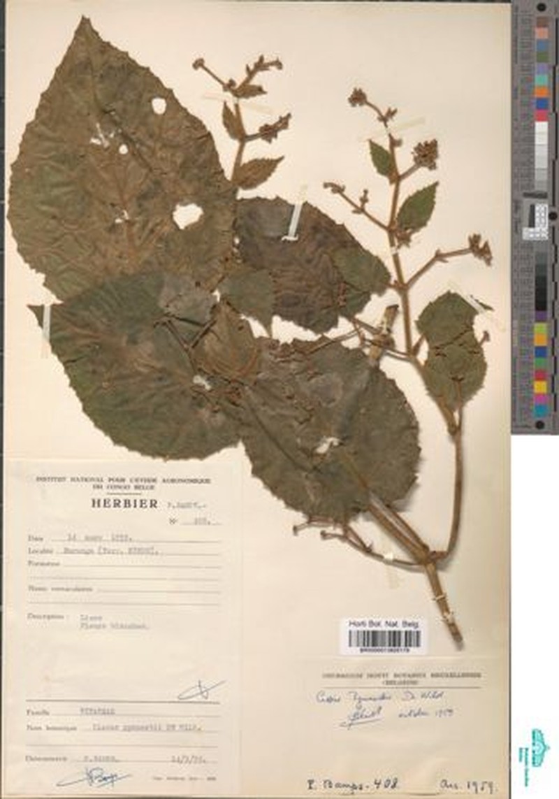 Cissus pynaertii photo 4