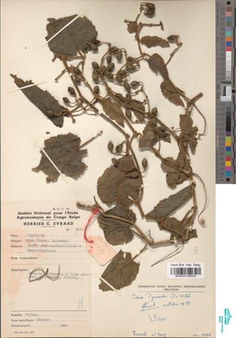 Cissus pynaertii photo 5