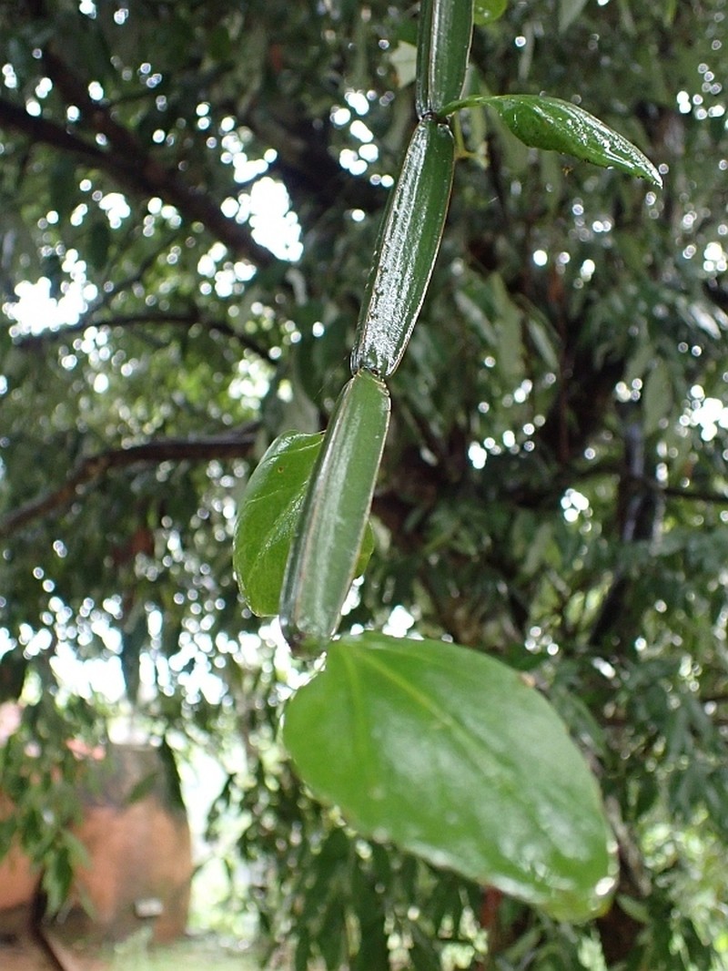 Veldt-Grape photo 5