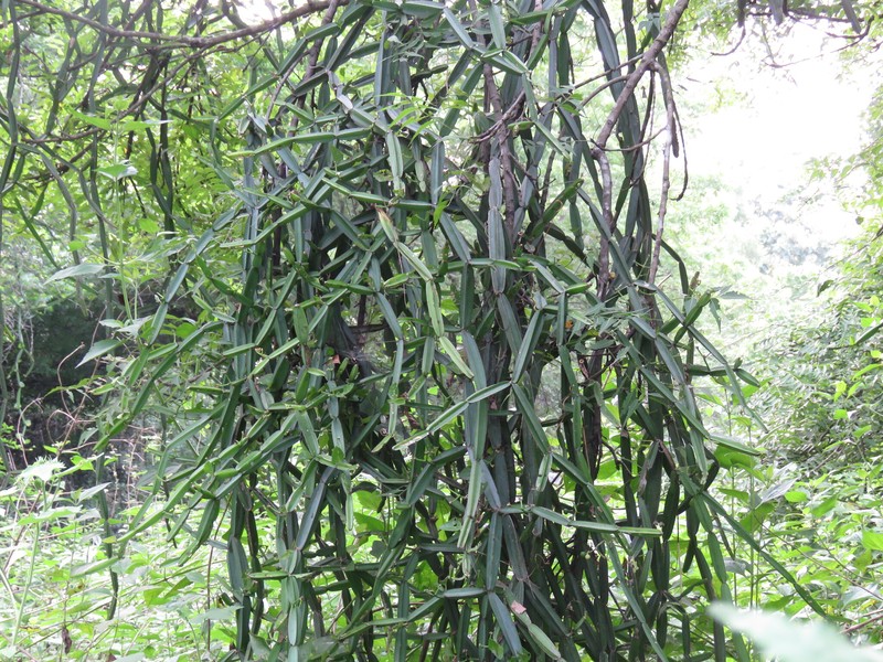 Cissus quadrangularis var. aculeatangula
