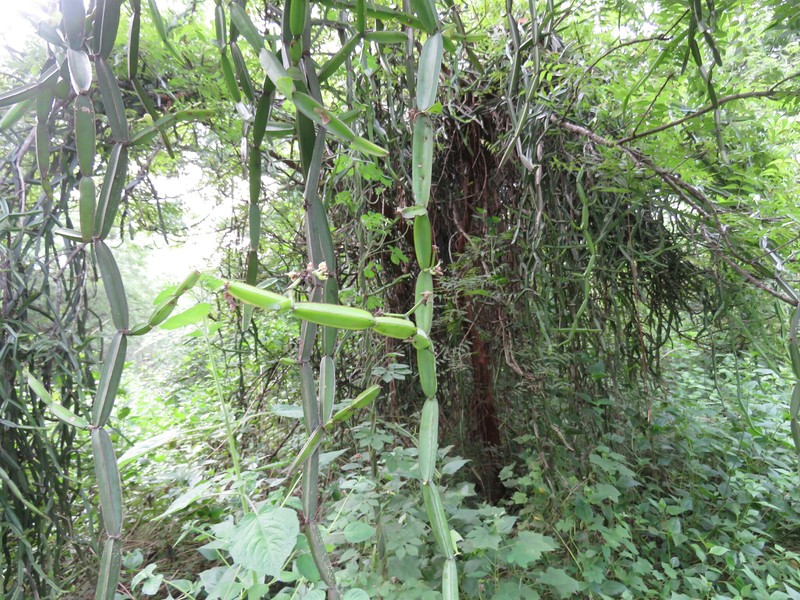 Cissus quadrangularis var. aculeatangula photo 2