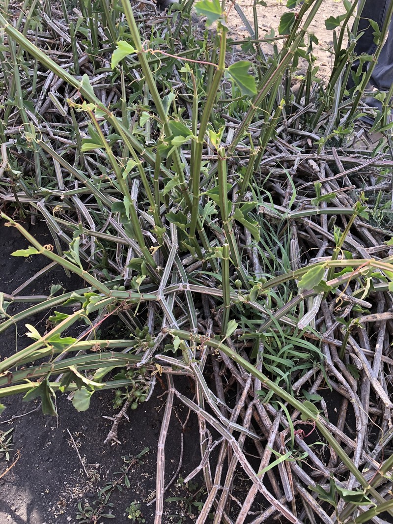Cissus quadrangularis var. aculeatangula photo 3