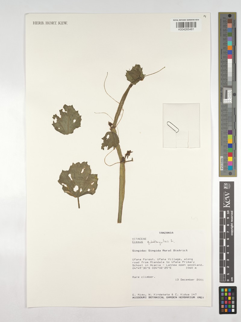 Cissus quadrangularis var. pubescens