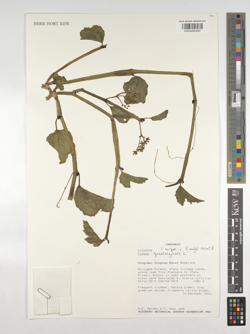 Cissus quadrangularis var. pubescens photo 2