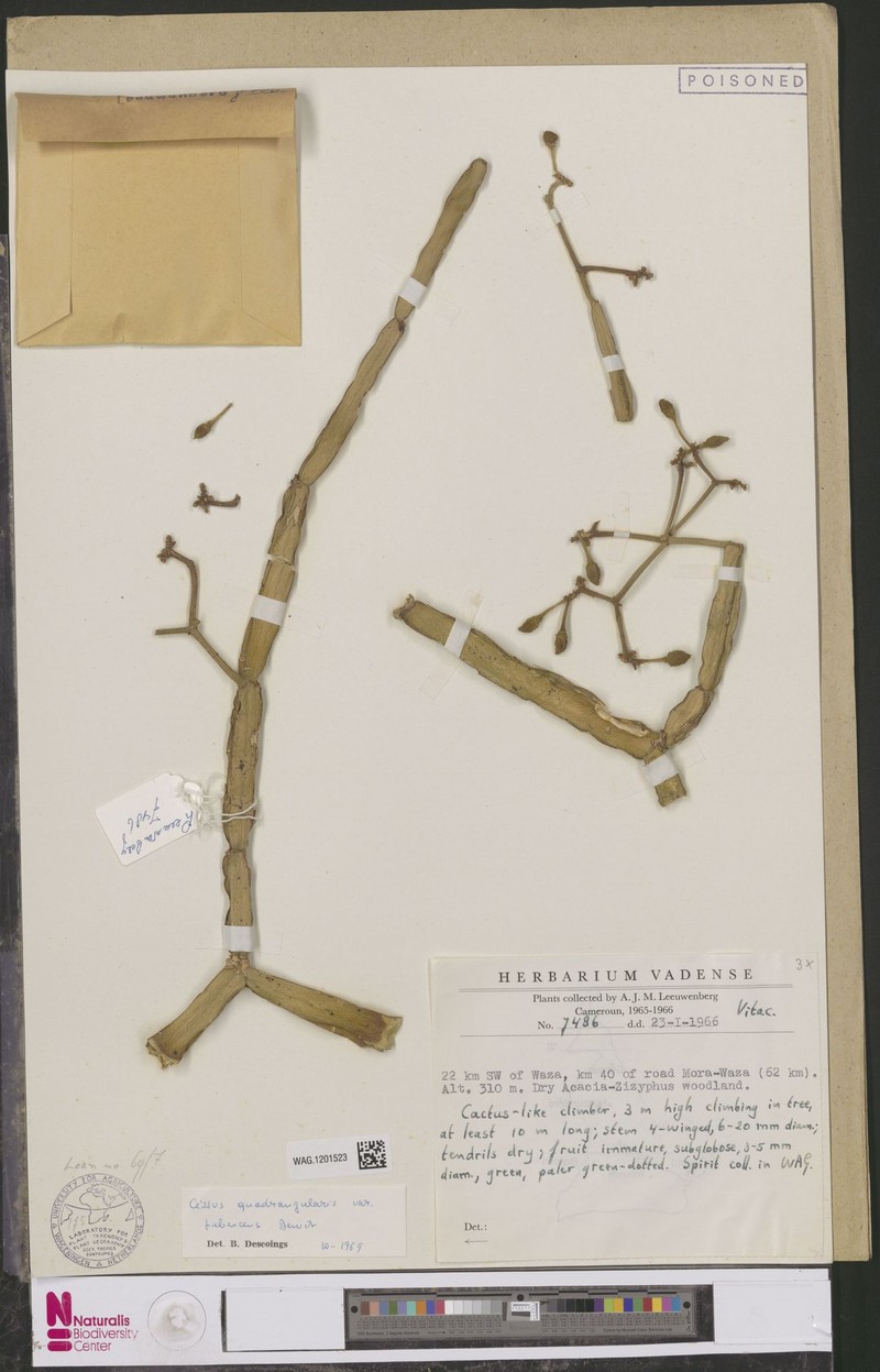 Cissus quadrangularis var. pubescens photo 3