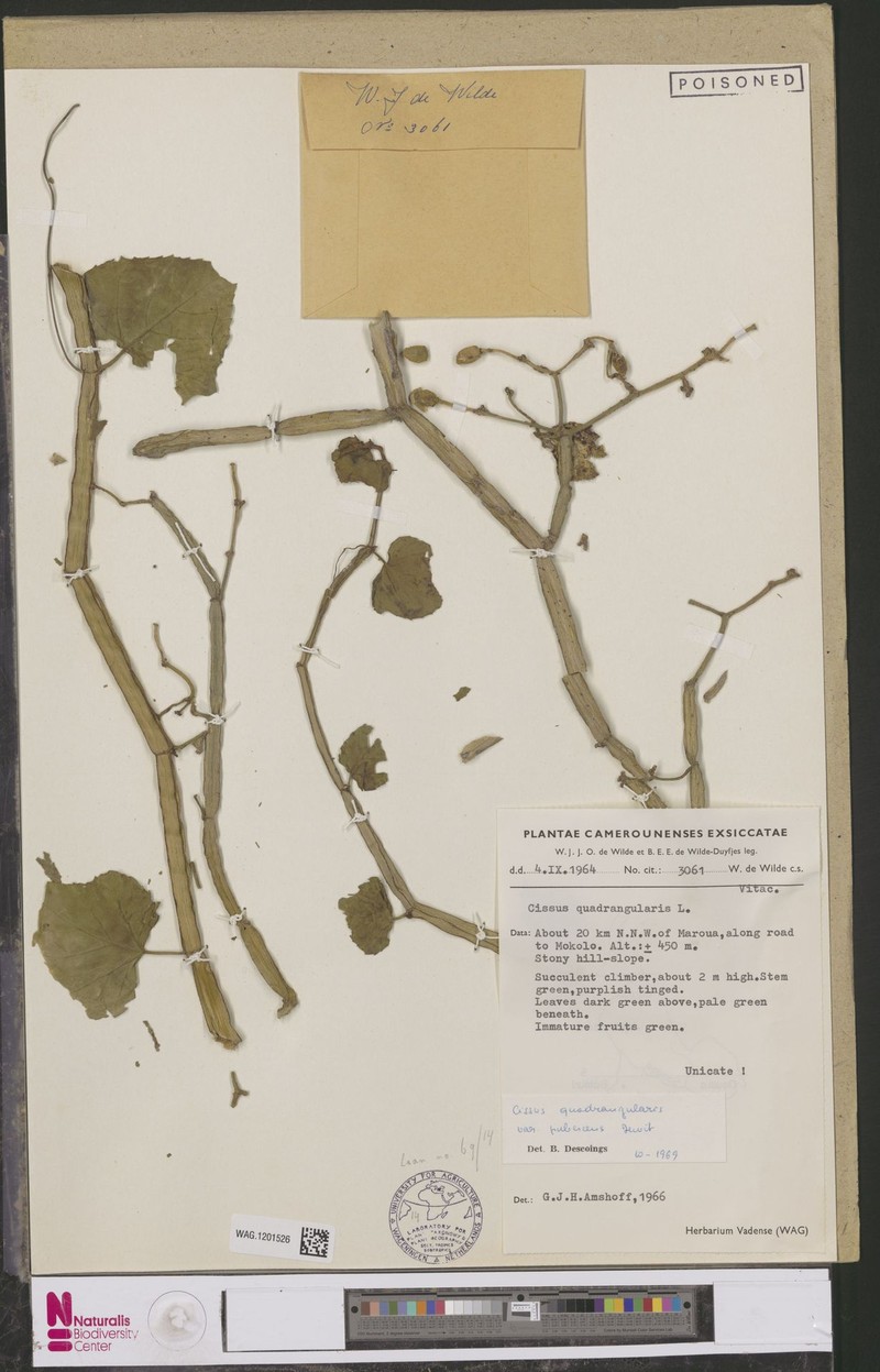 Cissus quadrangularis var. pubescens photo 4