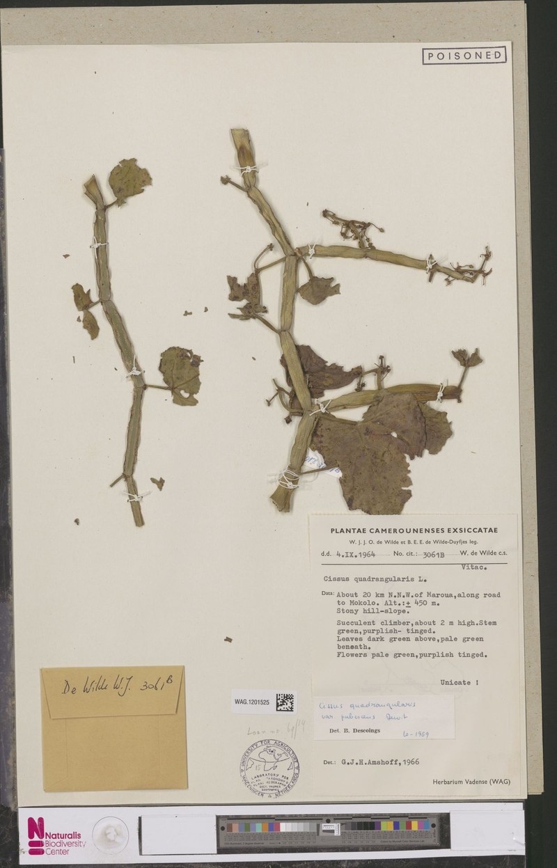 Cissus quadrangularis var. pubescens photo 5