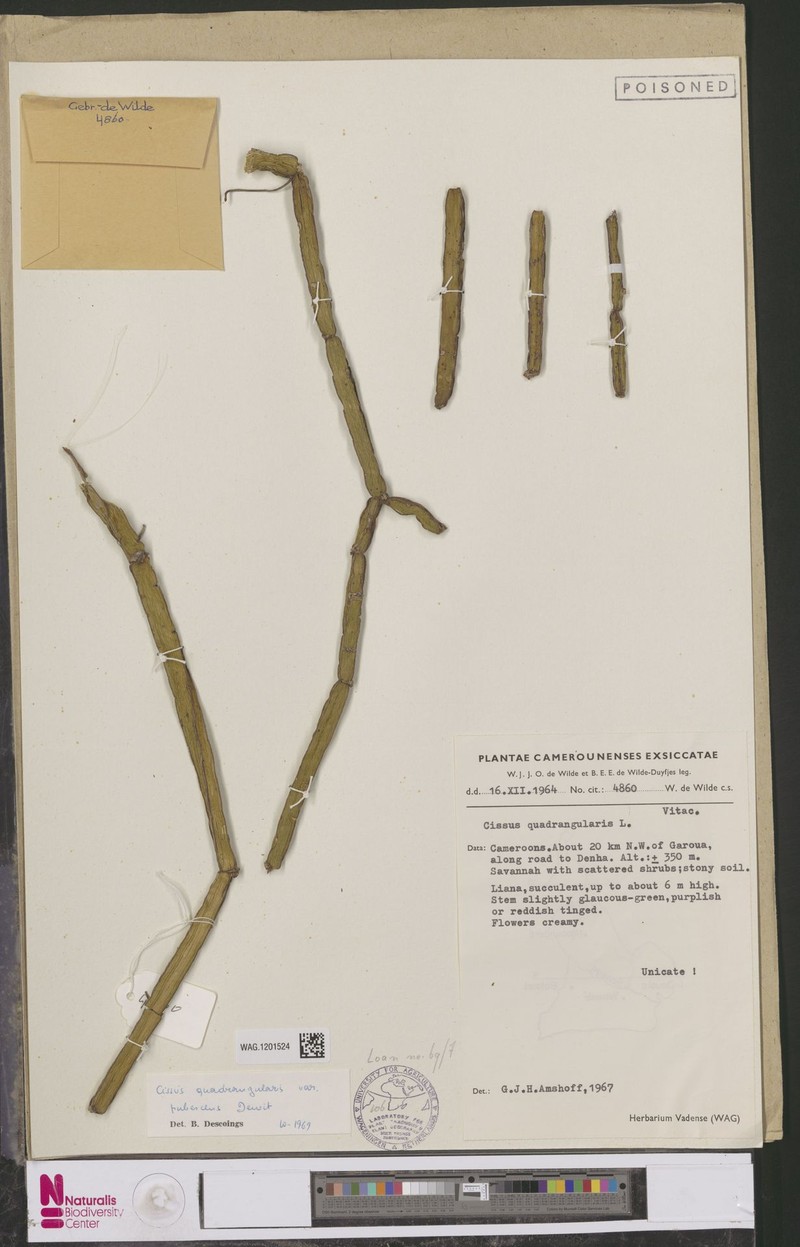Cissus quadrangularis var. pubescens photo 6