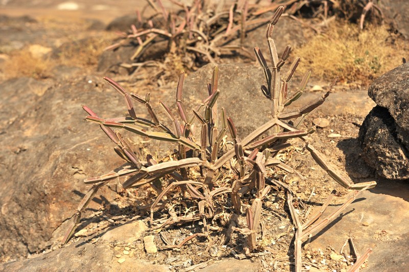 Cissus quadrangularis var. quadrangularis