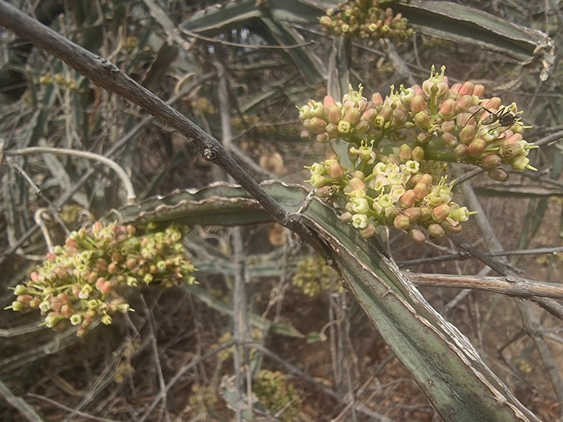 Cissus quadrangularis var. quadrangularis photo 2