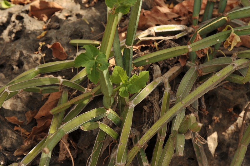 Cissus quadrangularis var. quadrangularis photo 5