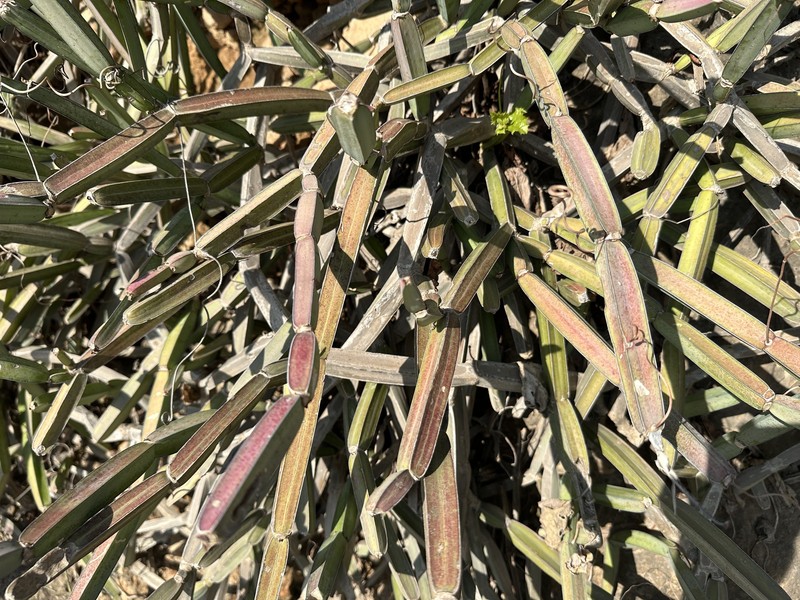 Cissus quadrangularis var. quadrangularis photo 6